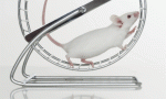 treadmill mouse